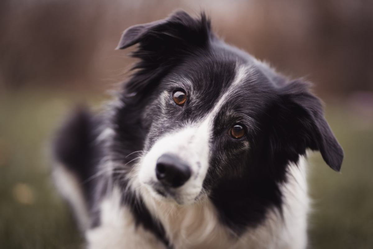 Border Collie 