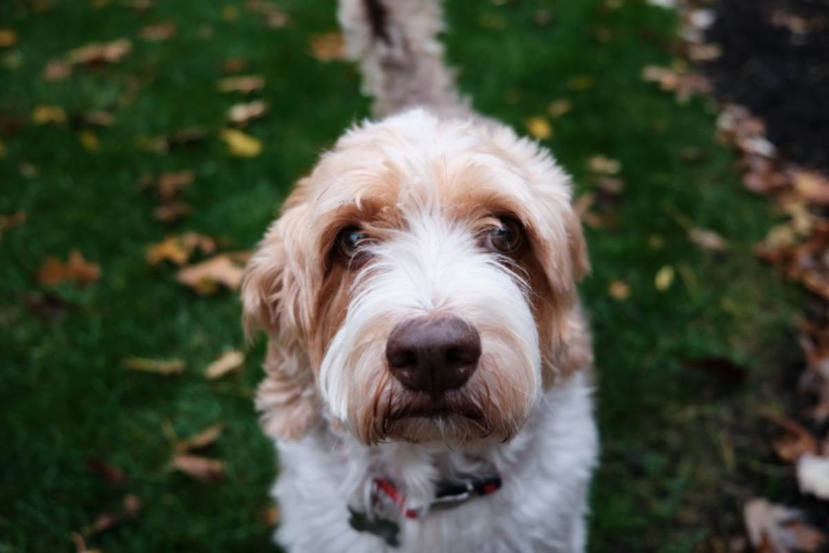 Cane tra le foglie 