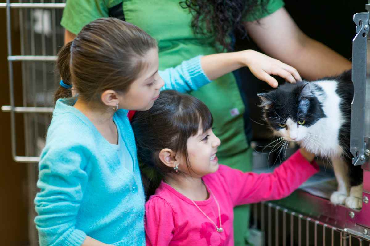 Un gatto da adottare